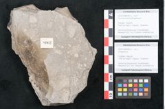 Foto (Objekt + Etikett) von Ficus tenuinervis Ettingshausen (NHMW-GEO-2024-0188-8062a)
